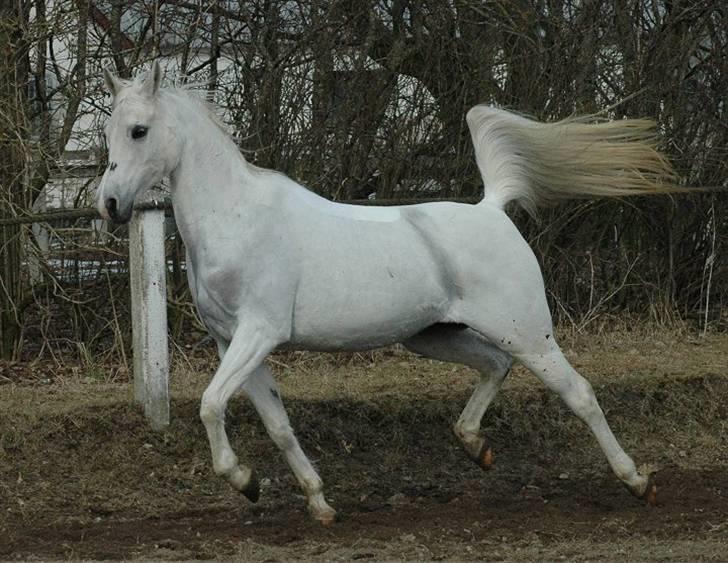 Arabisk fuldblod (OX) *Ballerina OX* *R.I.P.* 15-02-07 - Foto: Jani Pedersen  billede 20