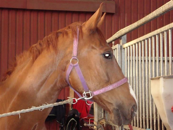 Dansk Varmblod Midtgaards Monty R.I.P billede 9