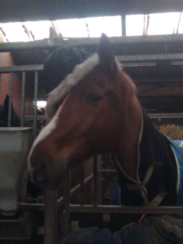 Dansk Varmblod Midtgaards Monty R.I.P - nexus Monty :P billede 10