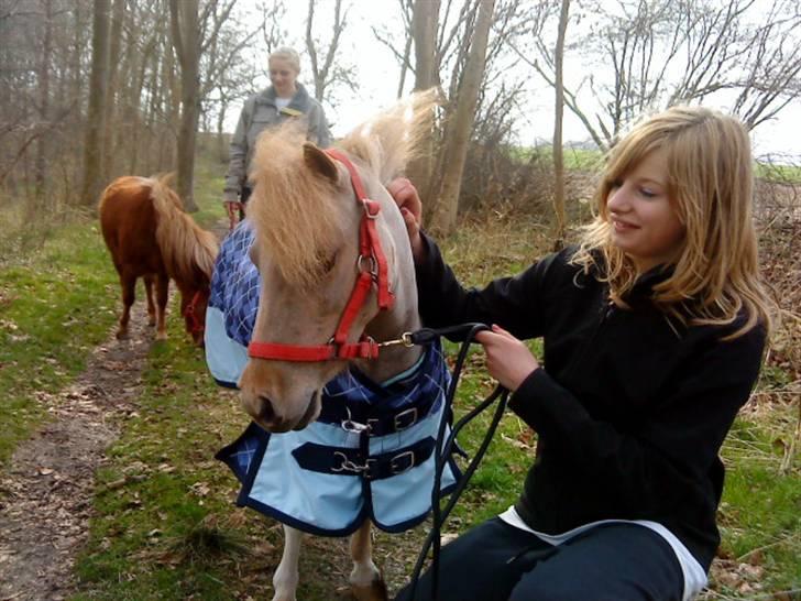 Dansk Miniature Søglimts Ziva - På gåtur med søglimterne (; billede 9