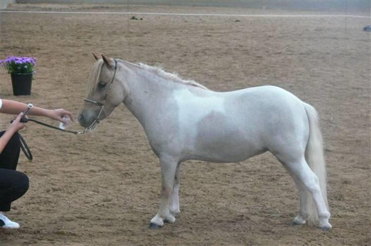 Dansk Miniature Søglimts Ziva - Til sygekåring (: - foto: Camilla Schierff billede 10