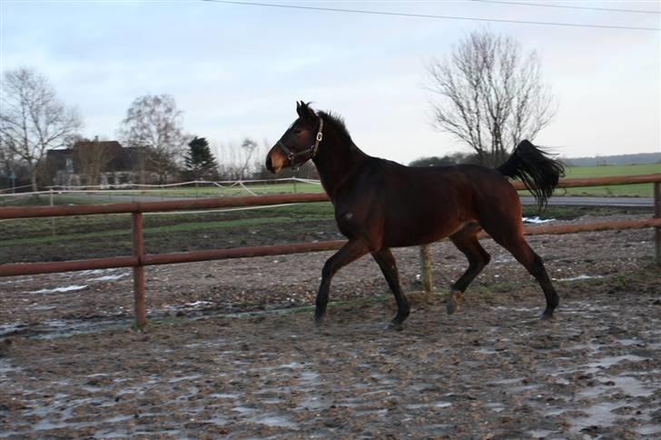 Anden særlig race Brahsal's City Glam_SOLGT billede 2