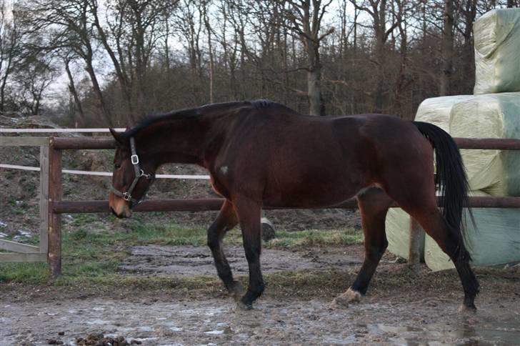 Anden særlig race Brahsal's City Glam_SOLGT billede 3