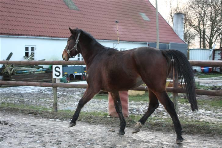 Anden særlig race Brahsal's City Glam_SOLGT billede 4