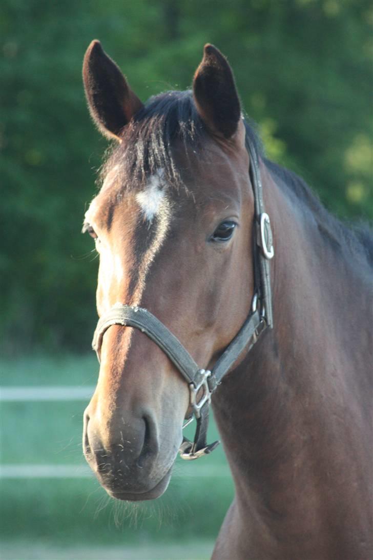 Anden særlig race Brahsal's City Glam_SOLGT billede 5