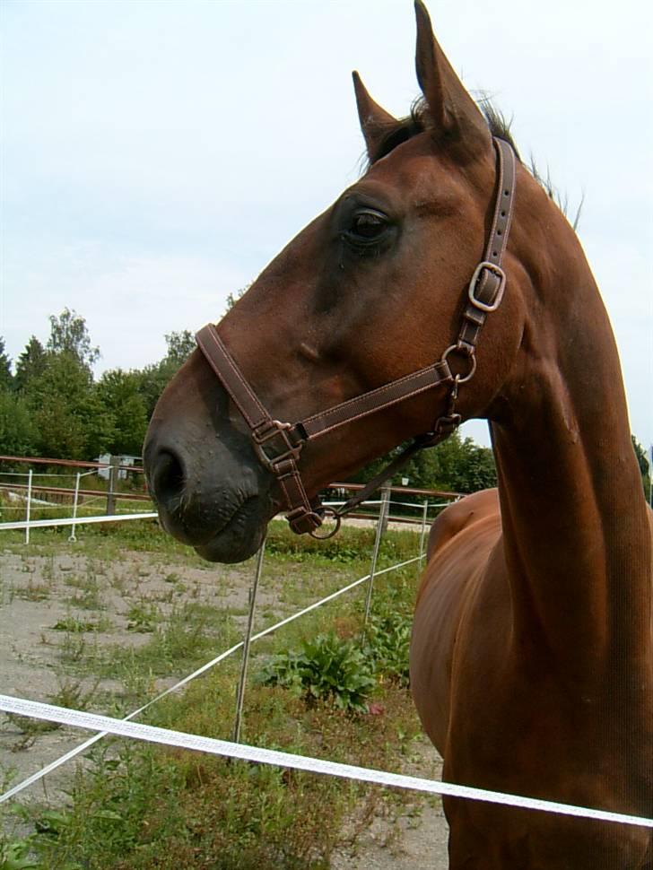 Oldenborg dirty harry - foto mig billede 1