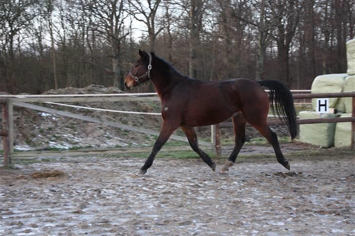 Anden særlig race Brahsal's City Glam_SOLGT billede 6