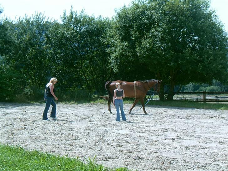 Oldenborg dirty harry - foto mig billede 4