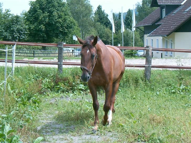 Oldenborg dirty harry - foto mig billede 9