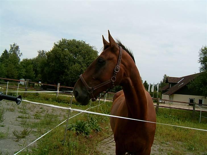 Oldenborg dirty harry - foto mig billede 12