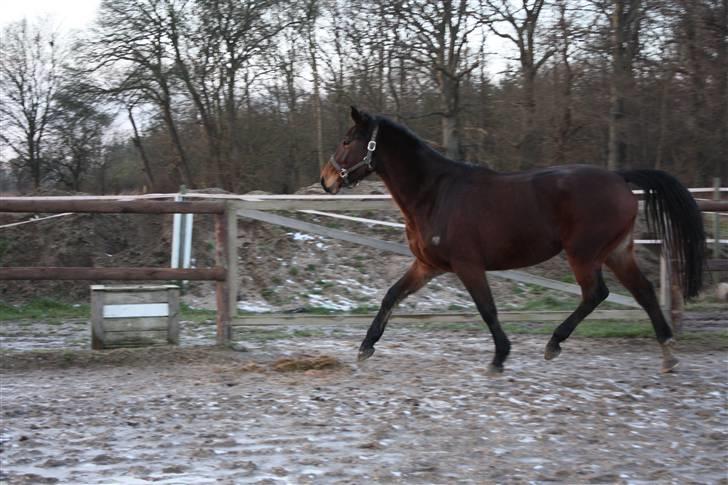 Anden særlig race Brahsal's City Glam_SOLGT billede 7