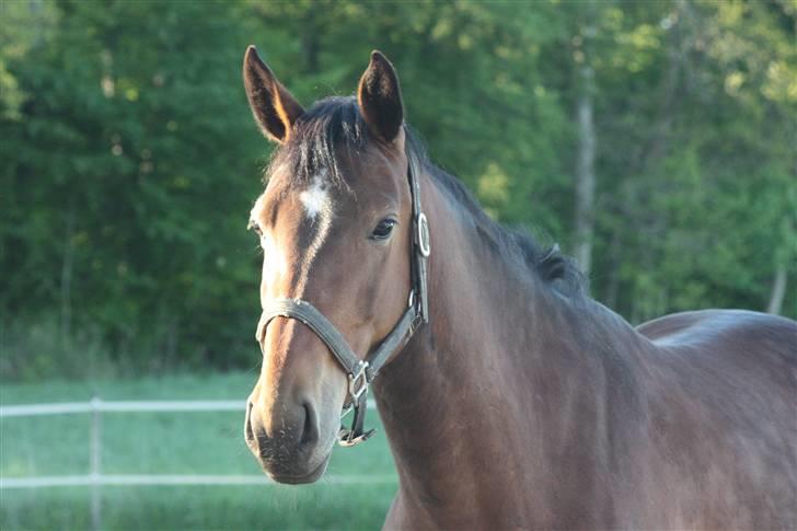 Anden særlig race Brahsal's City Glam_SOLGT billede 8