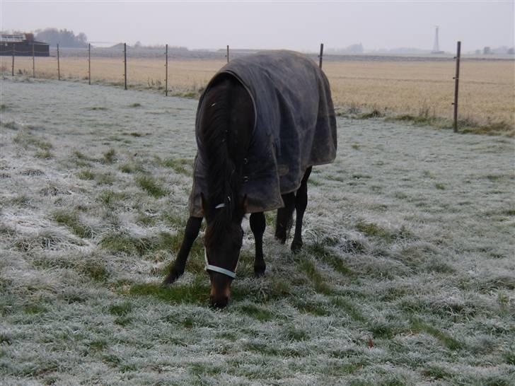 Traver Hippolitta *solgt* billede 8