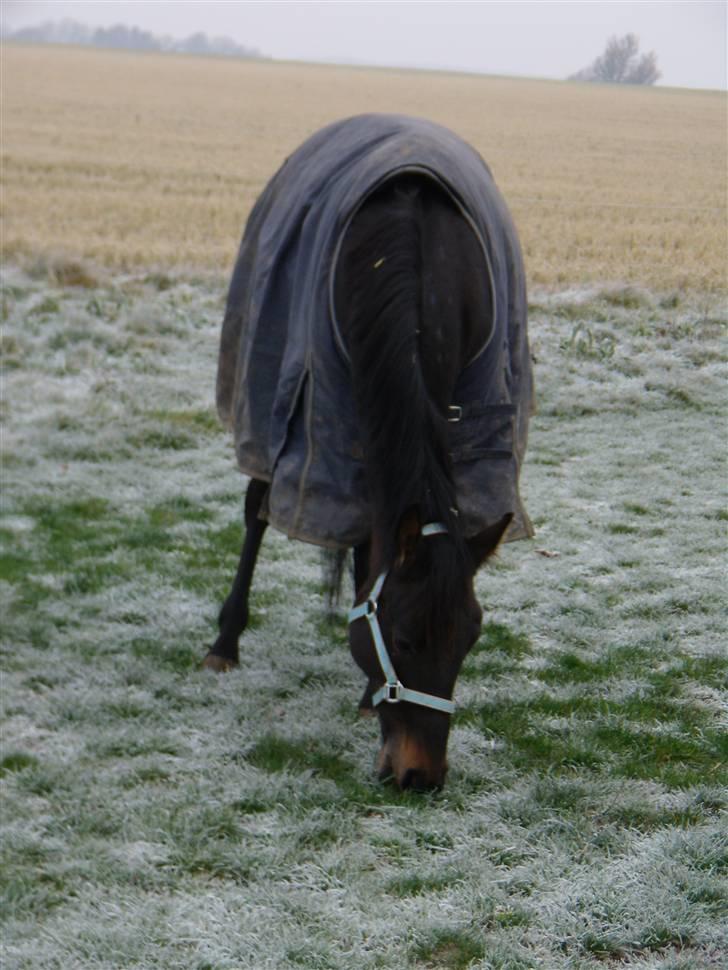 Traver Hippolitta *solgt* billede 10