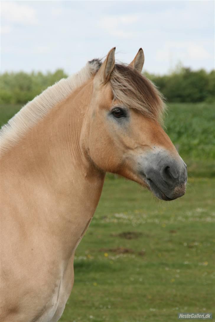 Fjordhest Vincenzo Truppa SOLGT<3 - Billdet fra ÅRETS HEST I WENDY 2006  billede 2