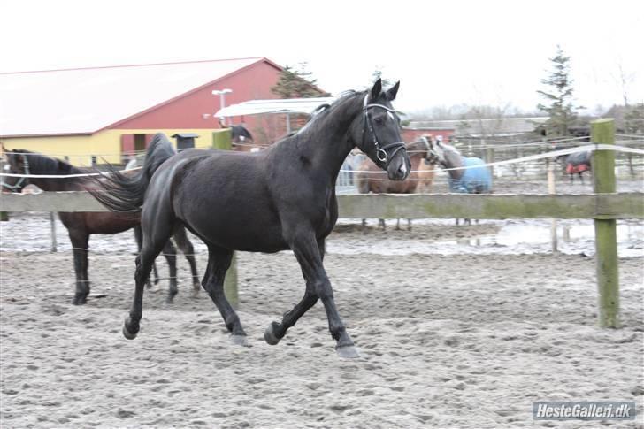 Oldenborg Domino Hedegaard  - du er en sand ´TYK´ skønhed!                   taget af: Maiken B billede 13