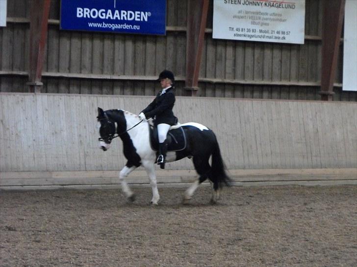 Irish Cob athos<333 - mig og athos til klubmesterskaebet i dressur 2009 red lb2 og blev nummer 4 billede 16