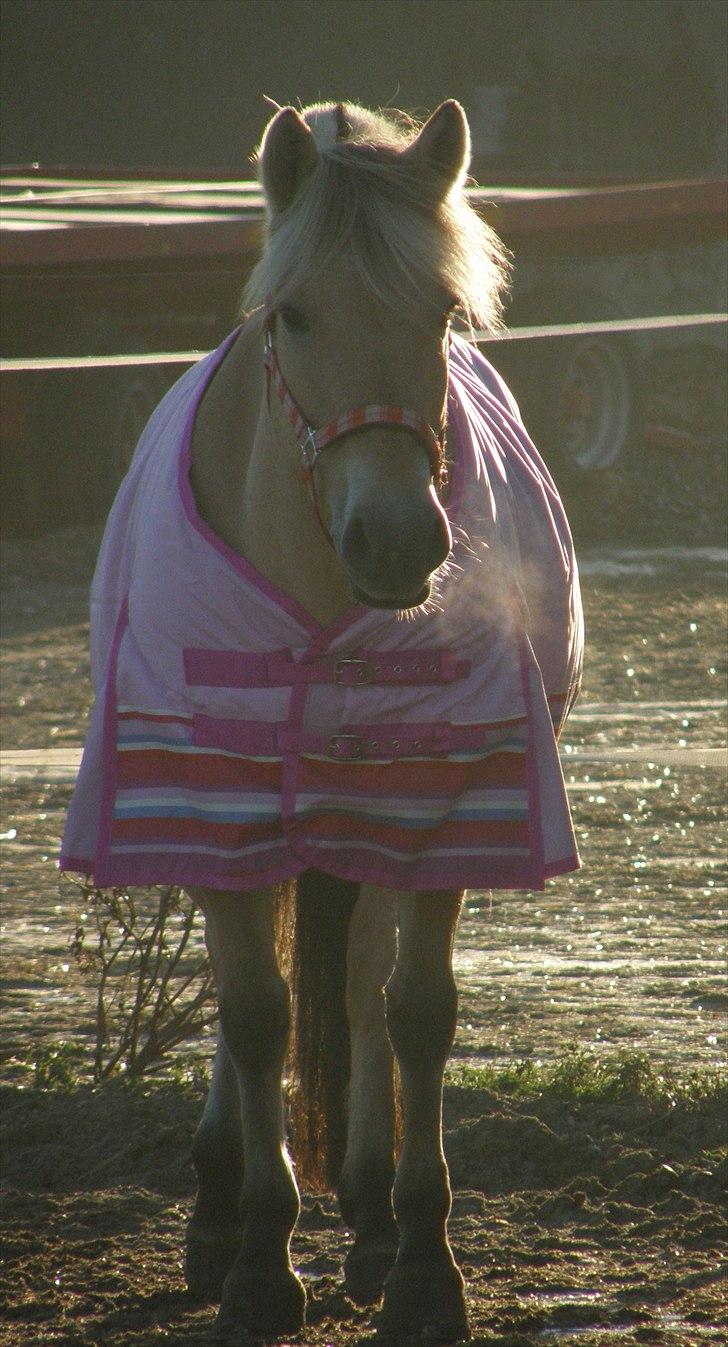 Fjordhest Flika - ubeskriveligt billed <3 - Flika på fold | taget d. 12.12.10 billede 3