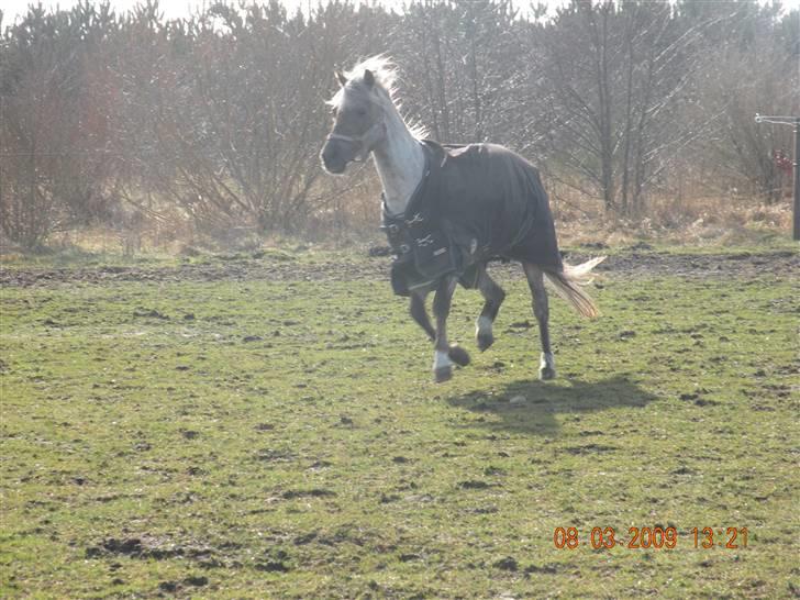 Welsh Pony (sec B) Låddenhøjs Medina** SOLGT** billede 6