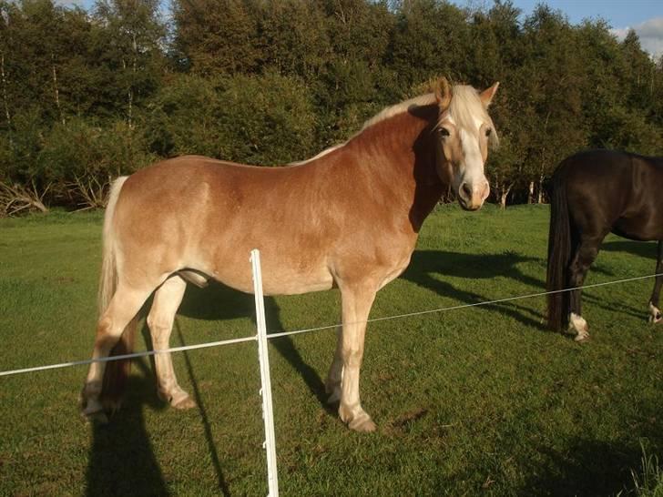 Tyroler Haflinger Elghusets Aron SOLGT - Aron på sommerfold :) 20081. billede 20