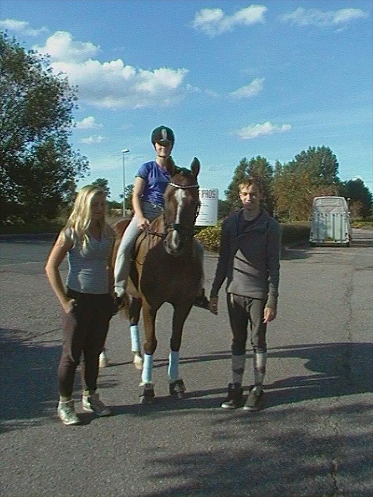 New Forest     Brentebjergs Zidane<3 - på vej hjem fra stævne ;) billede 7