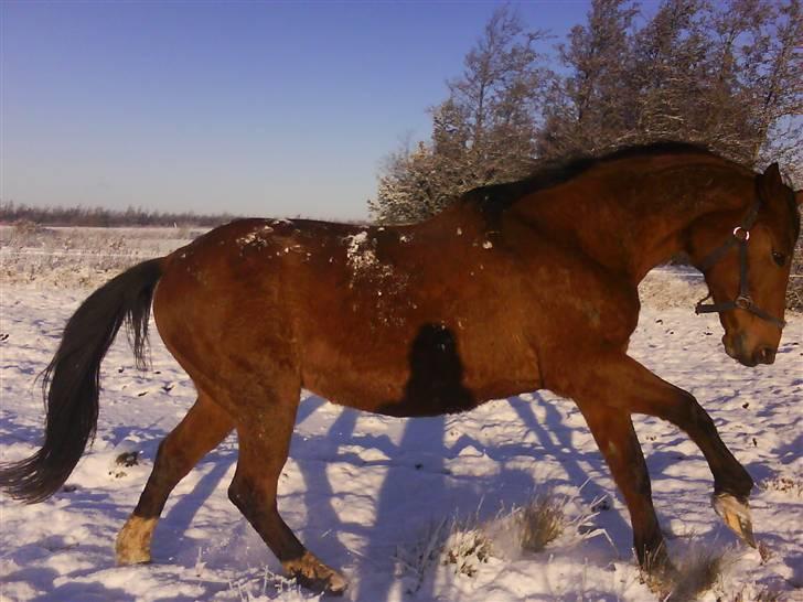 Dansk Varmblod Rona [R.I.P] - Roa er en VILD hest billede 13