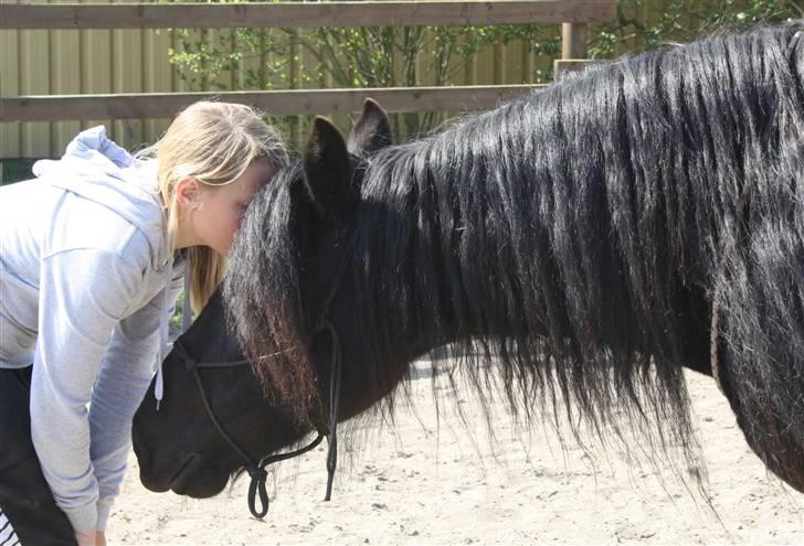 Merens de Cheval Lady (Lelia de Olmes) - Verdens bedste hest. billede 8