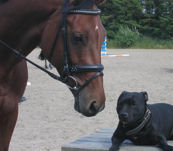 Dansk Varmblod Regitze - (2)regitze.. elsker hunde..  billede 2