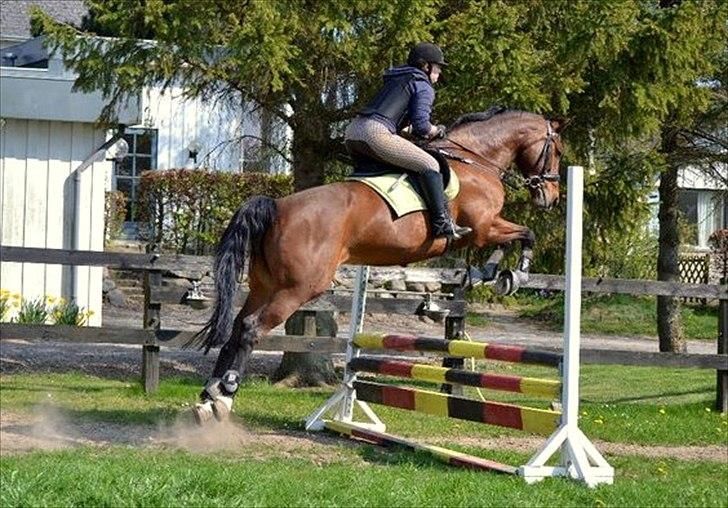 Dansk Varmblod Regitze - (4) billede 4