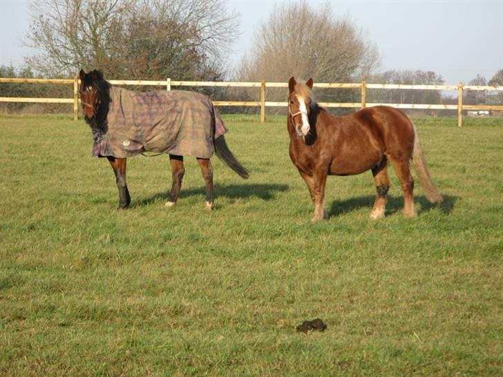 Anden særlig race Anton billede 2