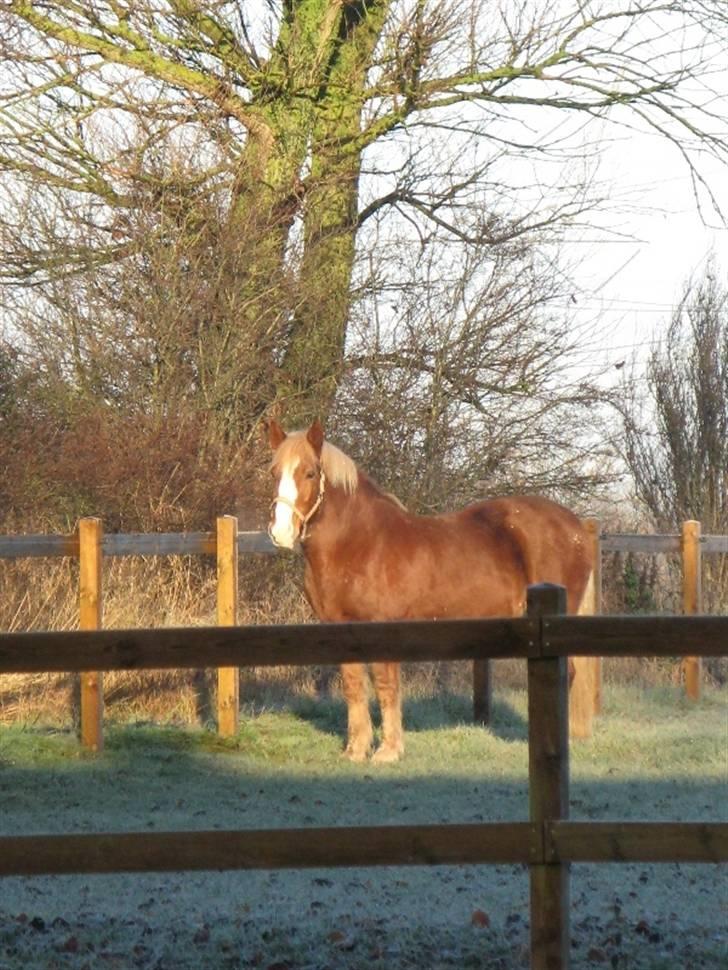 Anden særlig race Anton billede 3