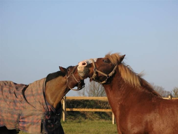 Anden særlig race Anton billede 4