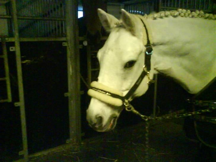 Anden særlig race /connemara bambuska R.I.P - smukke bamme, inden vi køre til hedensted! :´) <33 billede 19