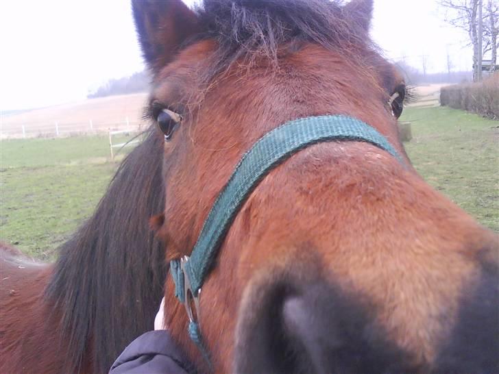 Anden særlig race Moonlight *SOLGT* billede 15