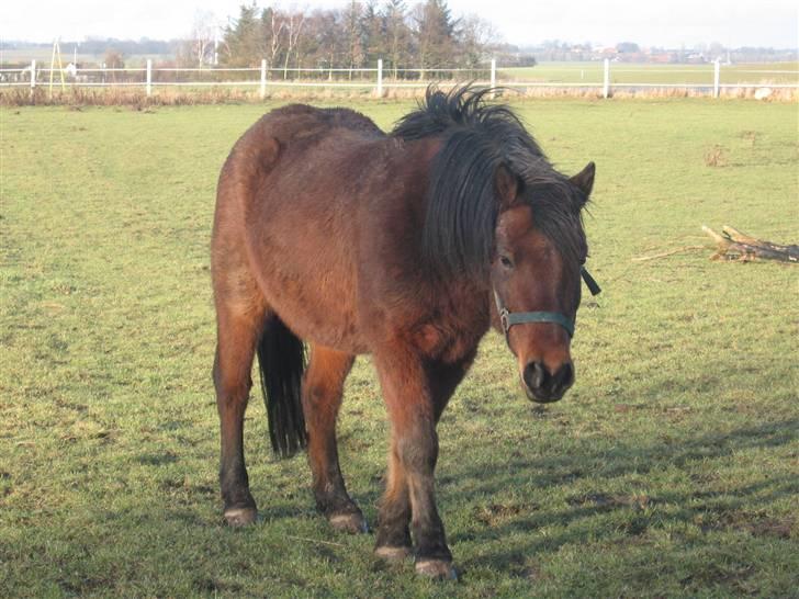 Anden særlig race Moonlight *SOLGT* billede 16