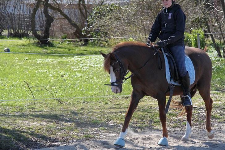 Welsh Partbred (Sec F)               Patricia - Mig & Patrut ;) Foto: Mor 16/4 2010 billede 10