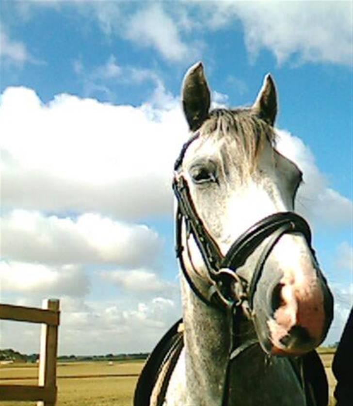 Welsh Pony (sec B) Klintholm's Sir Charles - Det er Charles der kigger billede 2
