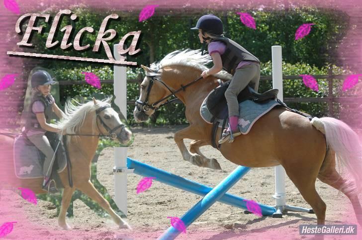Welsh Mountain (sec A) Flicka *Flicksen*  billede 11