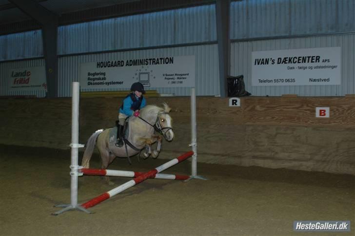 Welsh Mountain (sec A) Flicka *Flicksen*  billede 12