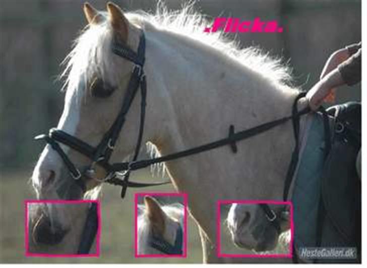 Welsh Mountain (sec A) Flicka *Flicksen*  billede 14