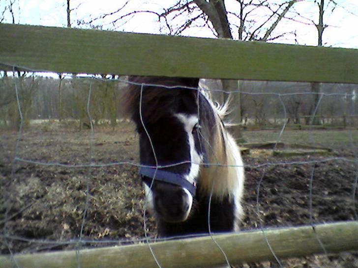 Anden særlig race Lasse * solgt * - Lasse´´ <´33 billede 6