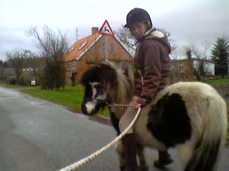 Anden særlig race Lasse * solgt * - Lasse med rytter på rykken ;D billede 8