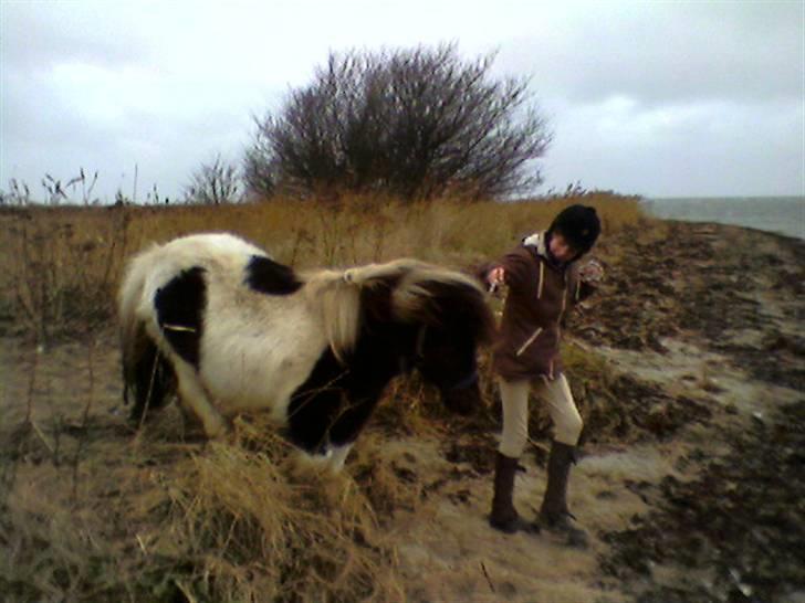 Anden særlig race Lasse * solgt * - På stranden <3 billede 9