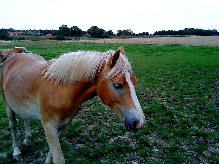 Haflinger Lo Enghøjgård billede 13