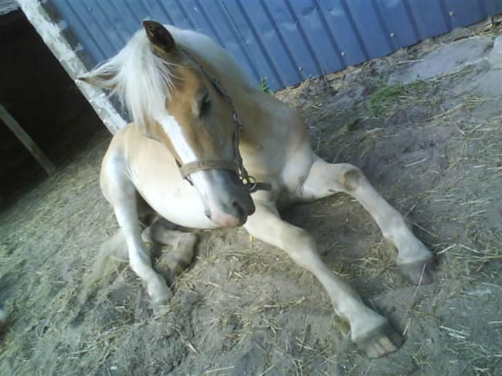 Haflinger Lo Enghøjgård billede 15