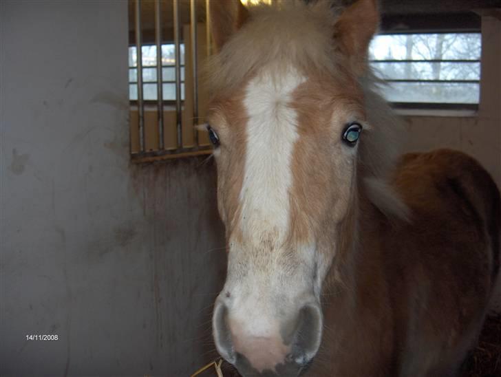 Haflinger Lo Enghøjgård billede 18