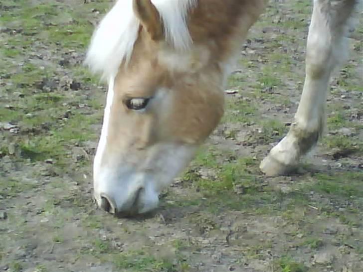 Haflinger Lo Enghøjgård billede 19