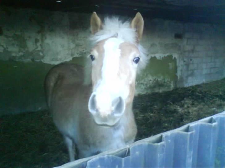 Haflinger Lo Enghøjgård billede 20