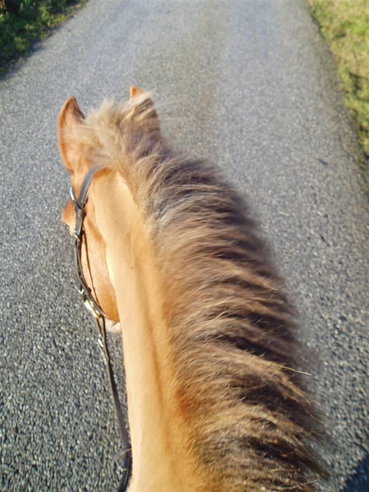 Anden særlig race Lukas / Solgt! :'(  .../  - ;) billede 19