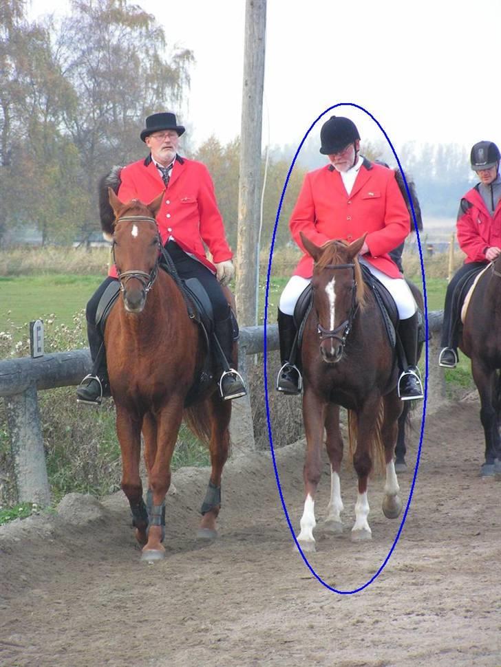 Dansk Varmblod Sabrina Sold billede 1